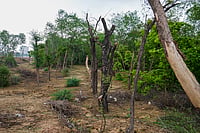 Allahabad HC: Forest Rights Act Must Guide All Claims, Tharu Tribe Gets Fresh Chance | Photo: PTI/Atul Yadav : A recent order by the Allahabad High Court deals with both questions, while setting aside a 2021 decision that had denied forest rights to members of the Tharu community in Lakhimpur Kheri.